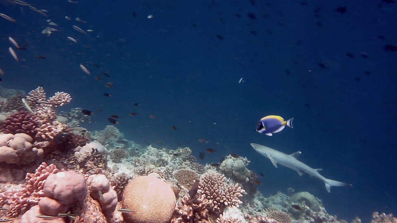 Am Hausriff Diamonds Thudufushi