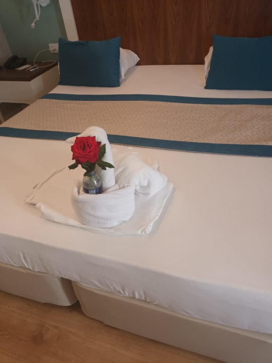 Zimmer Seashell Vega