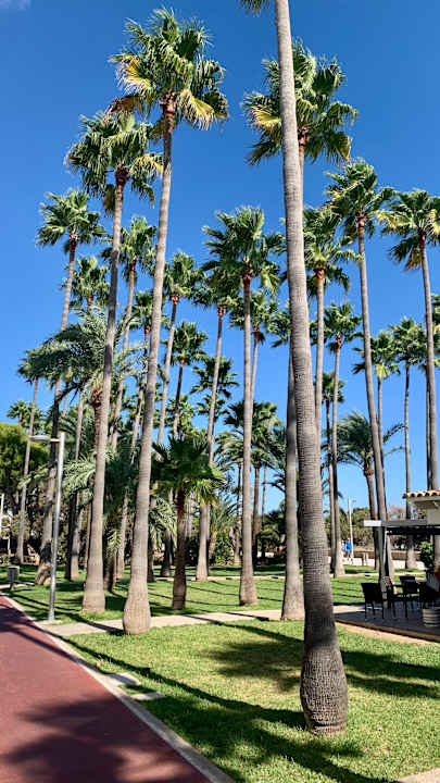 Gartenanlage Hipotels Mediterraneo