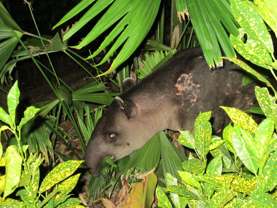 Abendlicher Besucher The Lookout Inn Lodge
