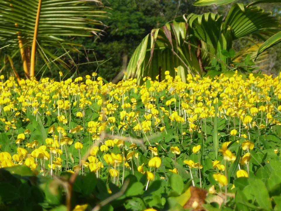 Esto es parte de lo que ves en la mañana  Finca Buena Vista Las Lajas