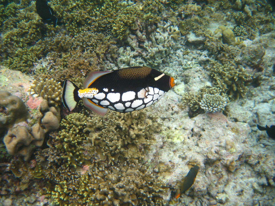 Leopardendrückerfisch Kuramathi Maldives