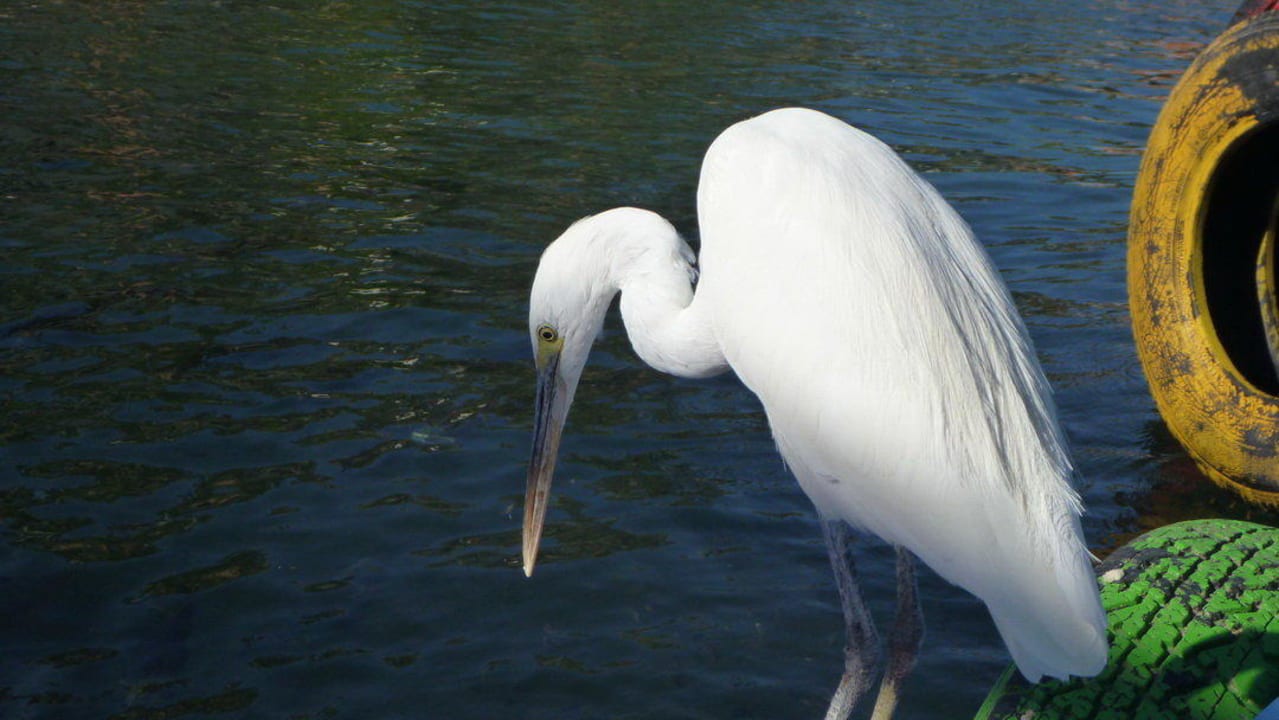Ich bin auf der Lauer Pickalbatros Dana Beach Resort - Hurghada