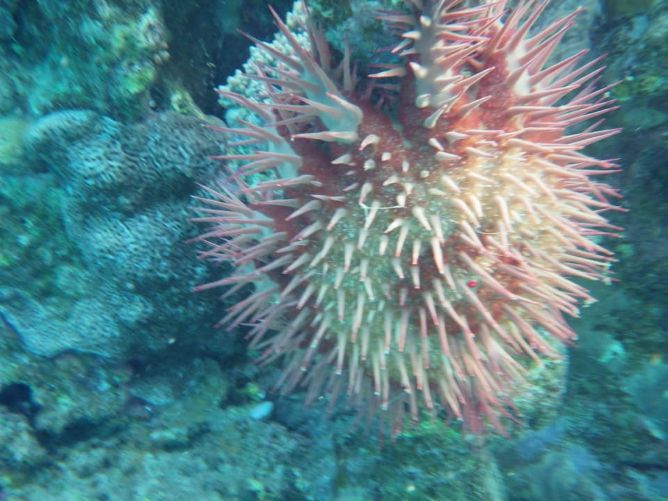 Strand Shams Alam Beach Resort