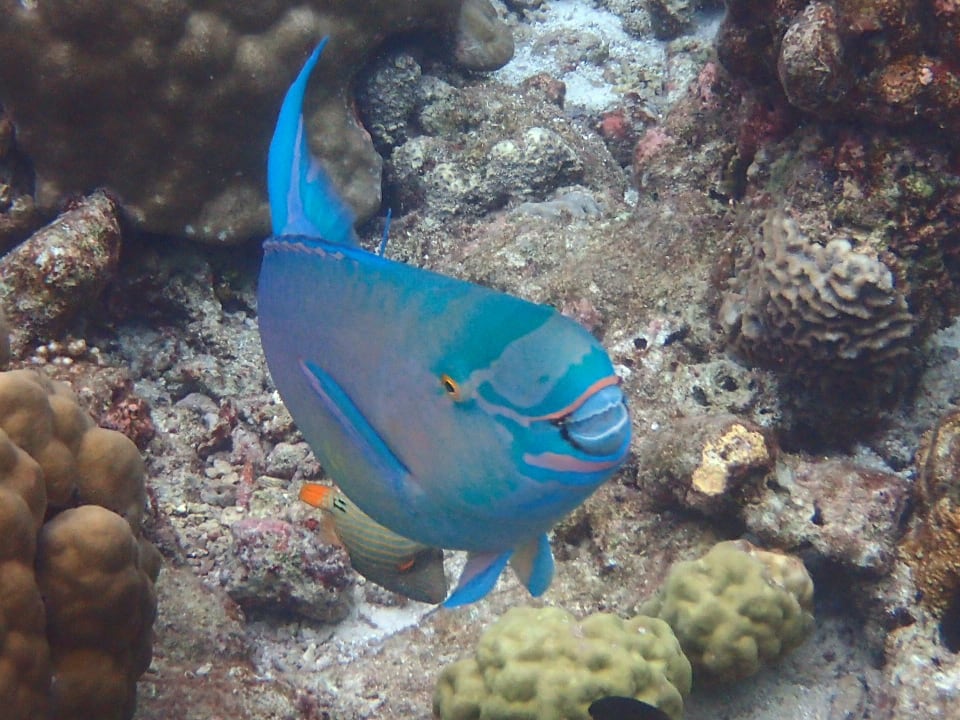 Sonstiges NH Collection Maldives Reethi Resort