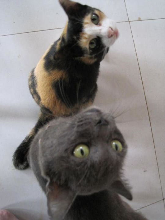 Die Lanta Sands Katzemafia Hotel Lanta Sand Resort & Spa