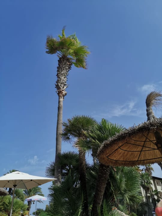 Außenansicht allsun Hotel Eden Playa