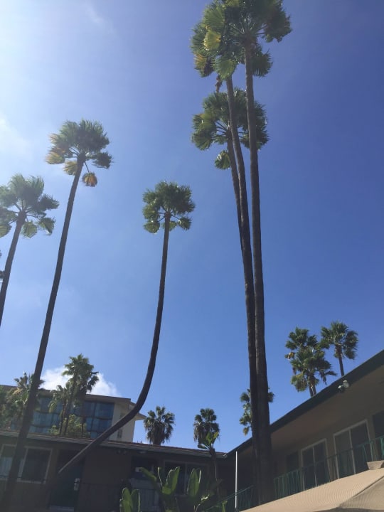 Blick vom Pool Kings Inn Hotel - Seaworld/Zoo