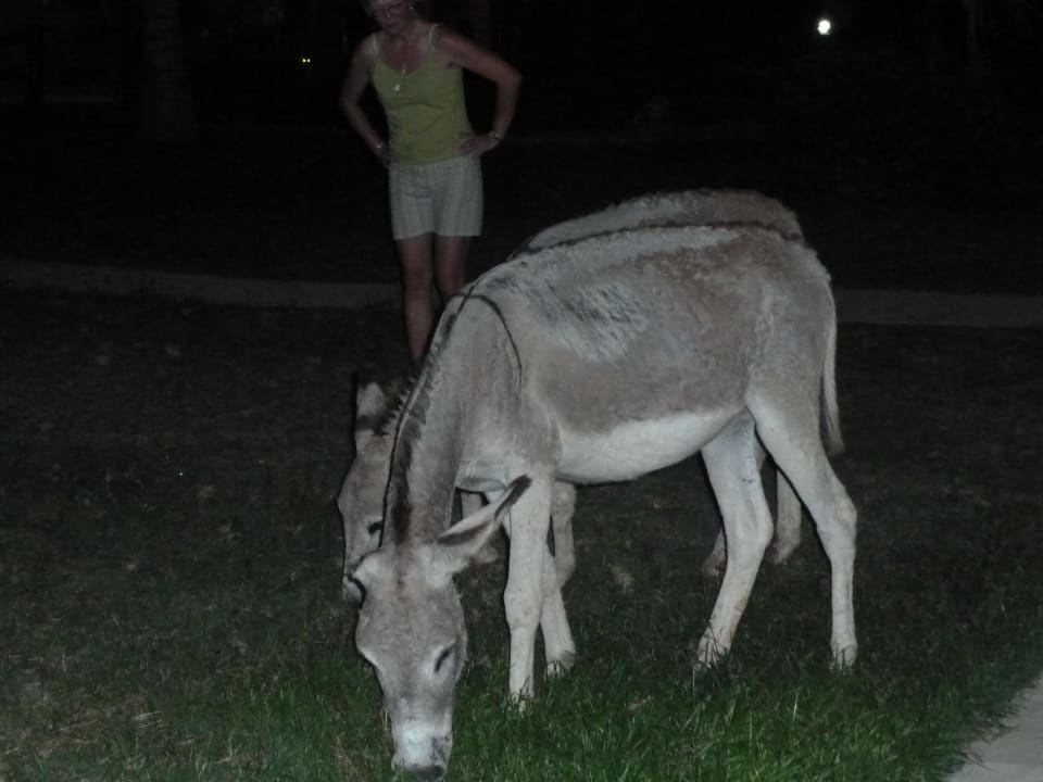 Esel in der Anlage Hotel Coche Paradise Resort