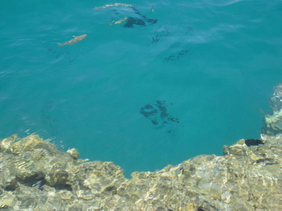 Das Riff direkt am Strand Pickalbatros Citadel Resort