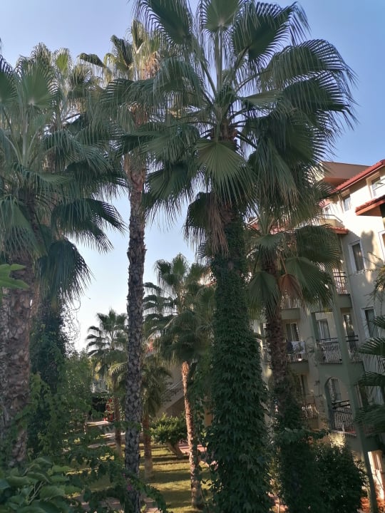 Gartenanlage Hotel Gardenia Beach