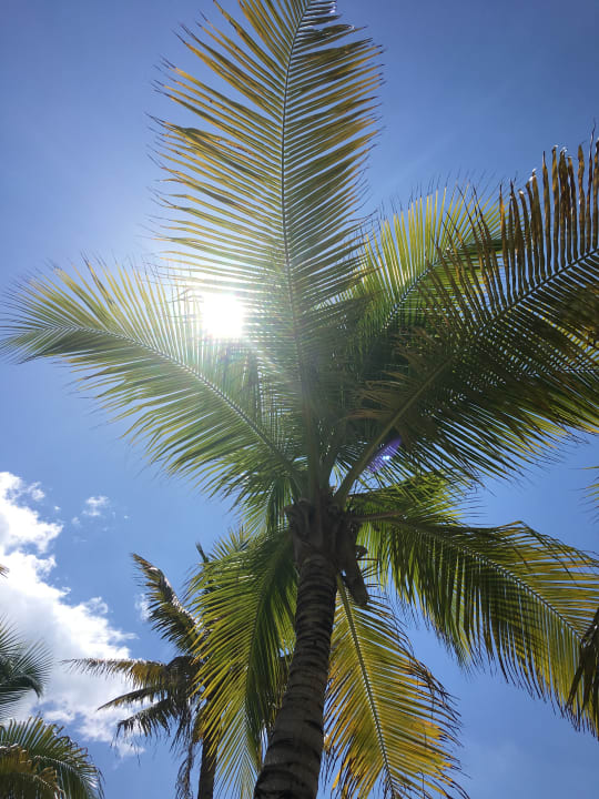 Sonstiges Hotel Riu Playacar