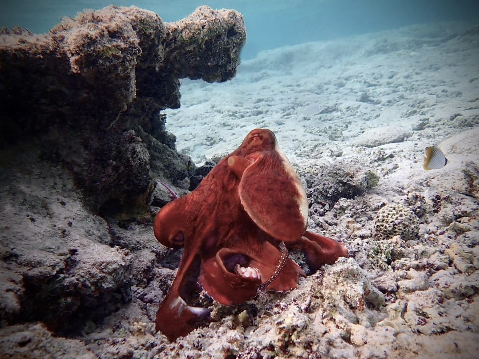 Sport & Freizeit Three Corners Happy Life Beach Resort