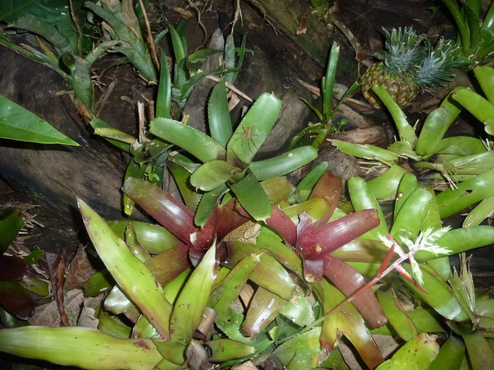 Froschteich Cabinas Yamann