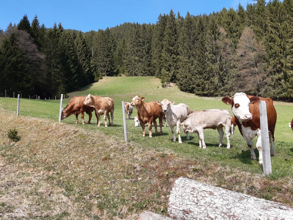 Sonstiges Ferienhof-Ammann