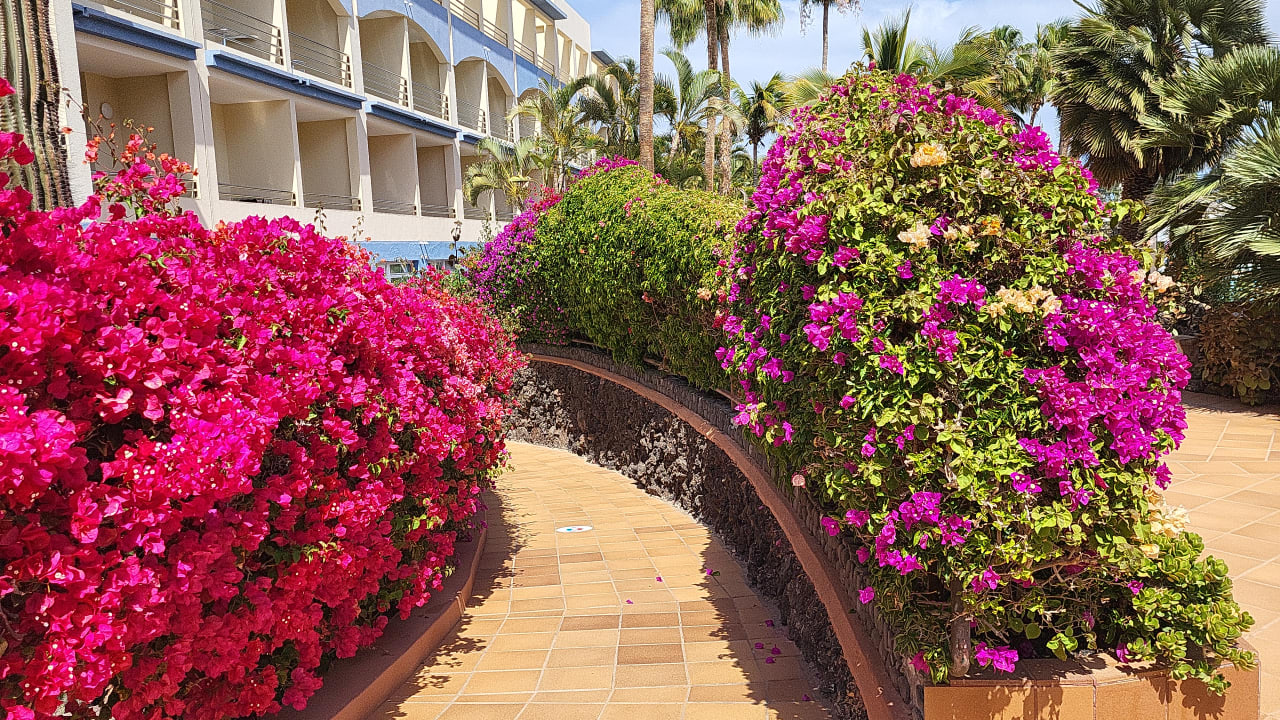 Gartenanlage IFA Altamarena by Lopesan Hotels