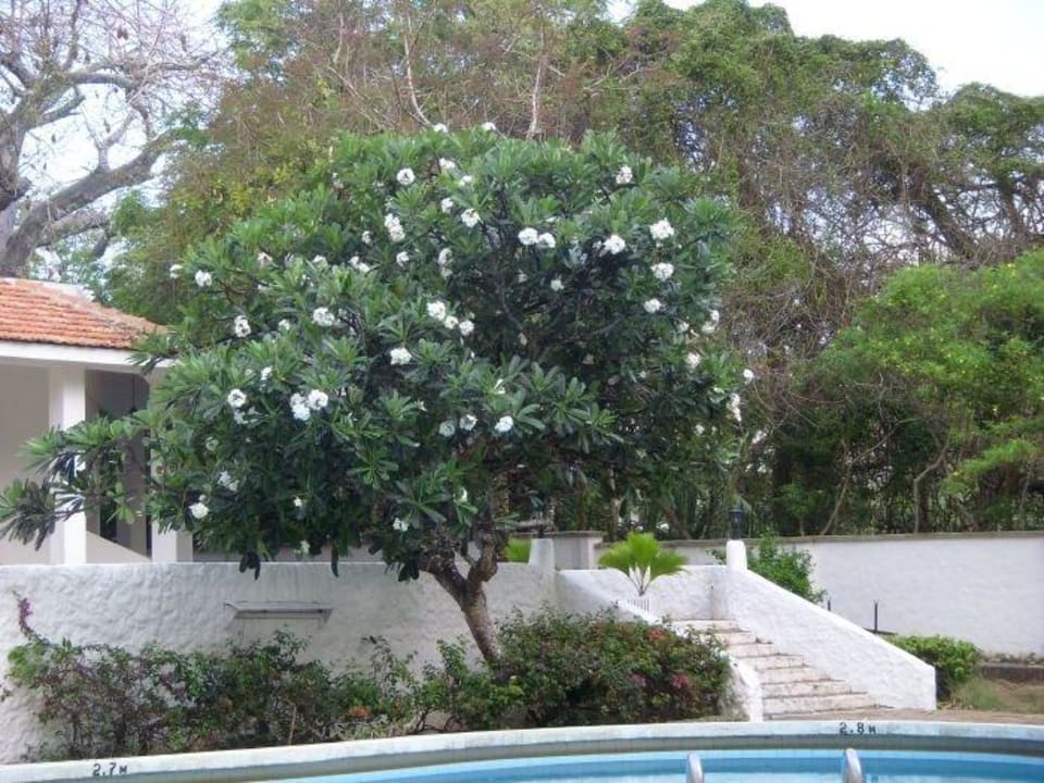 Schicker Baum Hotel Diani Sea Lodge