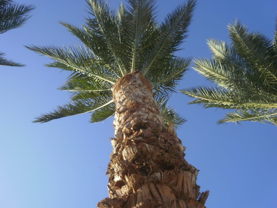 Palmen Pickalbatros Dana Beach Resort - Hurghada
