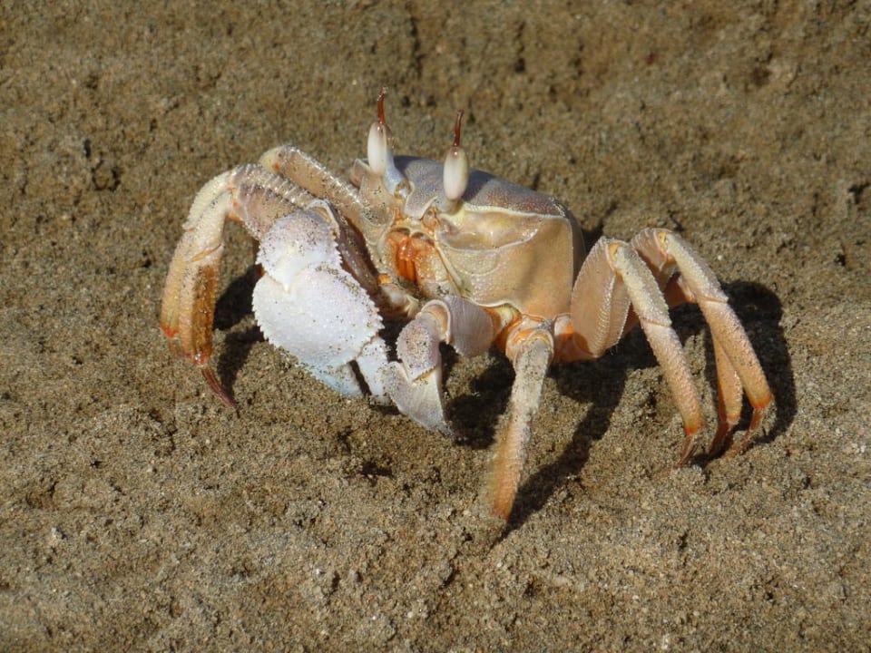 Krabbe Lahami Bay Beach Resort