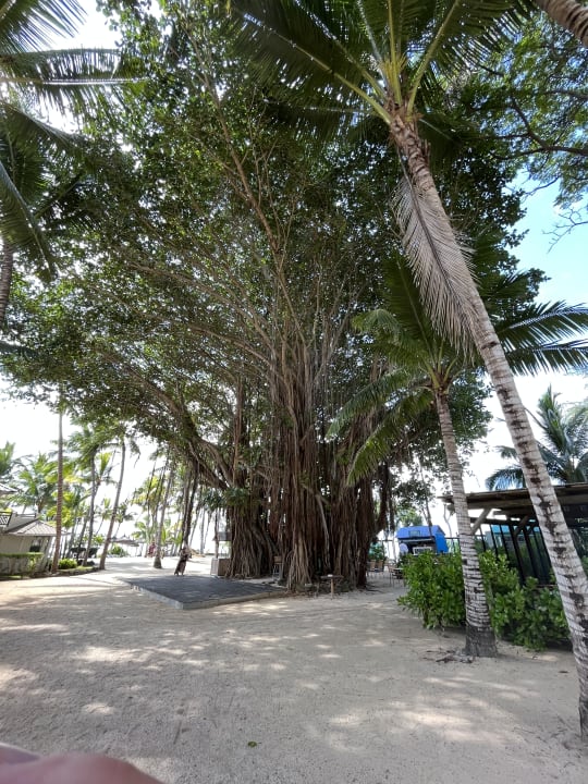 Gartenanlage Lagoon Attitude - Adults only