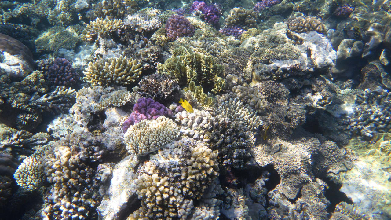 Sport & Freizeit Hotel Gorgonia Beach Resort