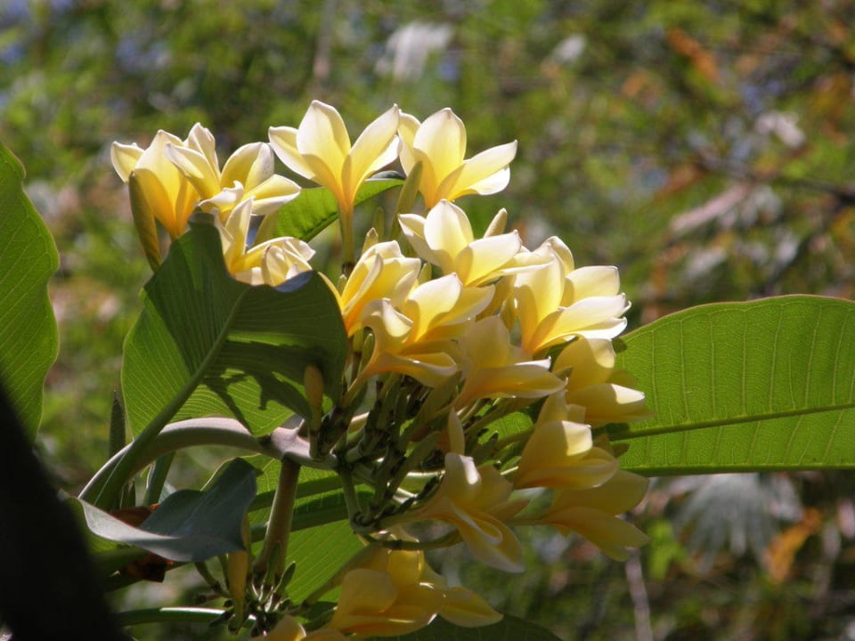 Wunderschöne Frangipaniblüten Saraswati Holiday House
