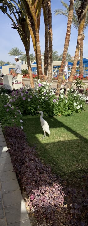 Gastro Pickalbatros Dana Beach Resort - Hurghada