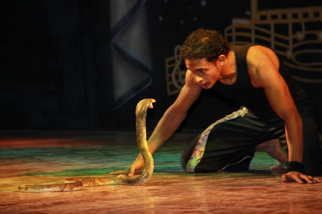 Кобра шоу Pickalbatros Alf Leila Wa Leila Resort - Neverland Hurghada