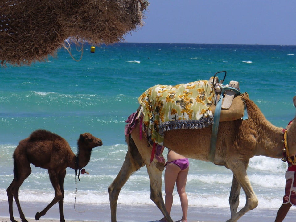 Kamele am Strand Hotel El Mouradi Cap Mahdia