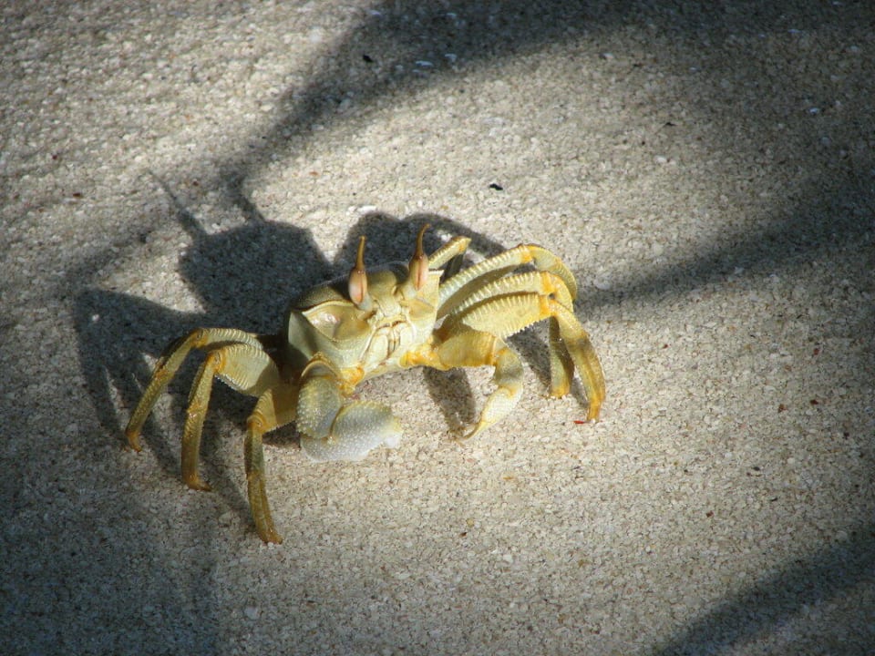 Strand-Samurai? Fihalhohi Maldives