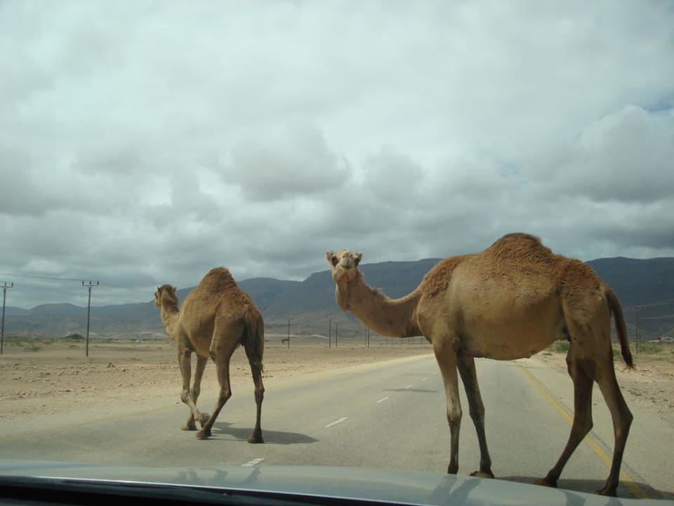 Kamele haben immer Vorfahrt! Wyndham Garden Salalah Mirbat
