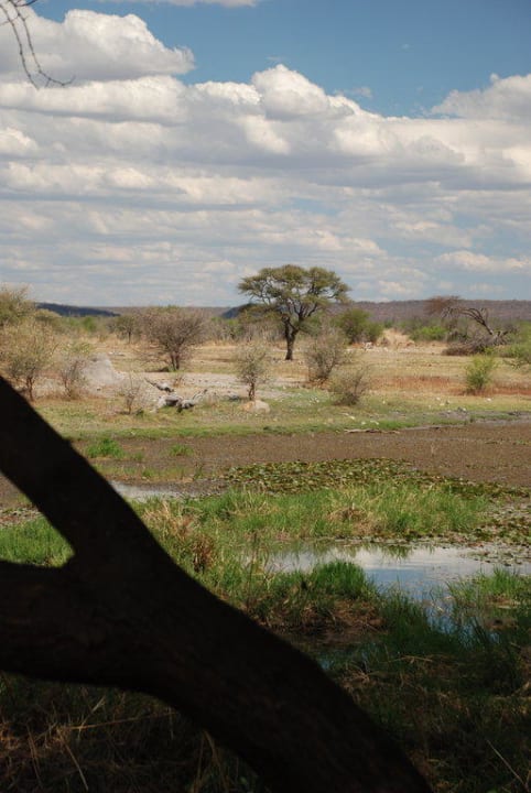 Ausblick vom Pool Hotel Tau Game Lodge