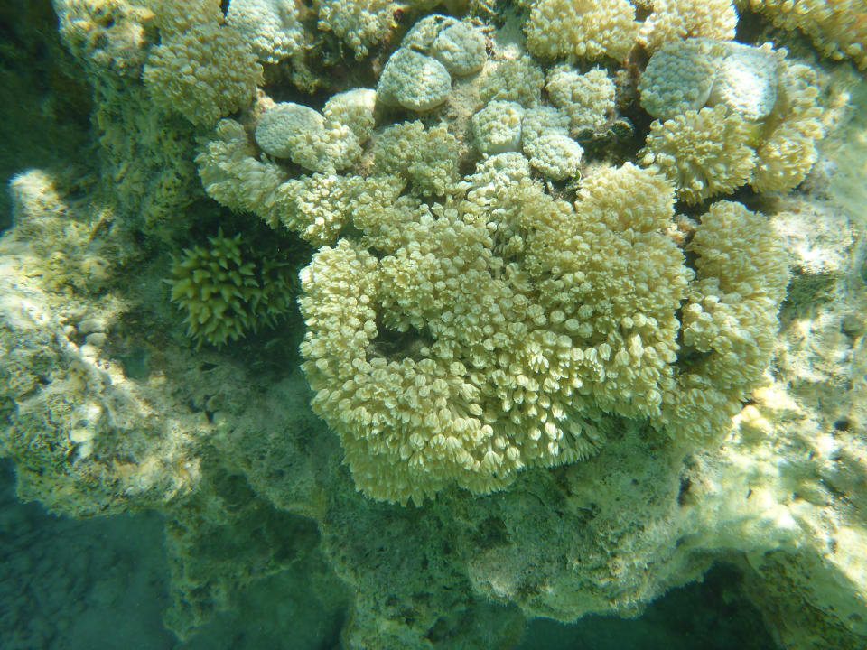 Sport & Freizeit Hotel Gorgonia Beach Resort