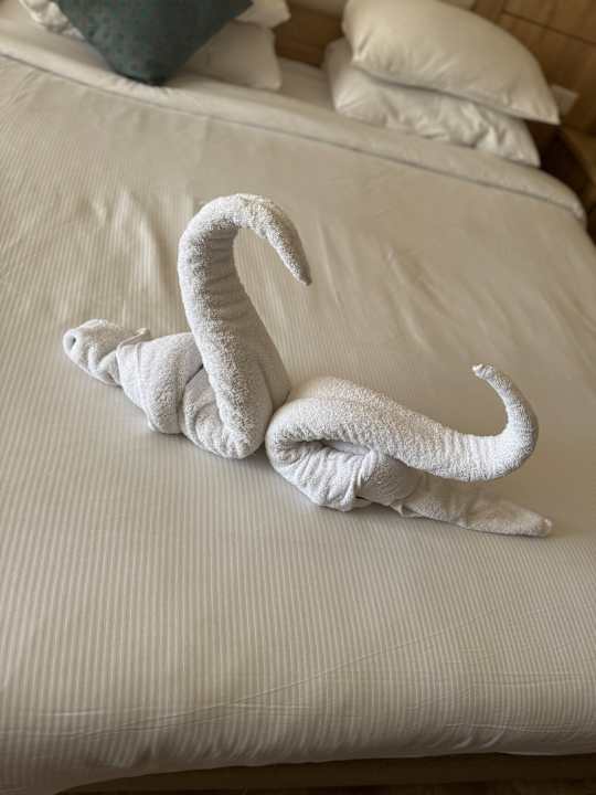 Zimmer Beach Albatros Resort