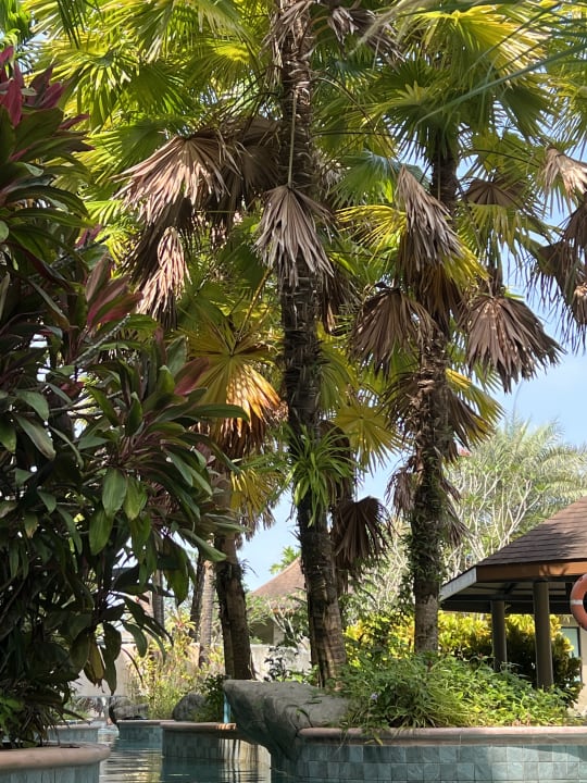 Gartenanlage Maikhao Palm Beach Resort
