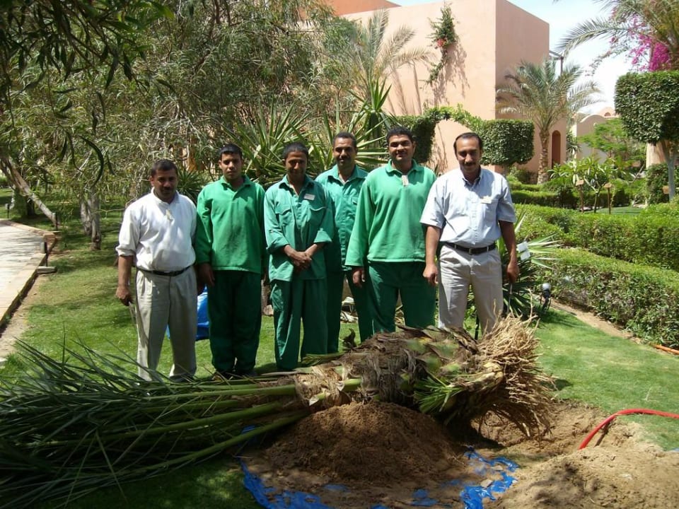 Beim 10. mal wird eine Palme gepflanzt Jaz Makadi Saraya Resort