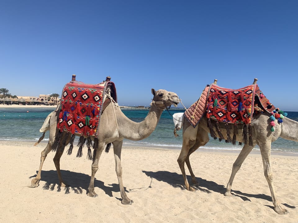 Strand Mövenpick Resort El Quseir