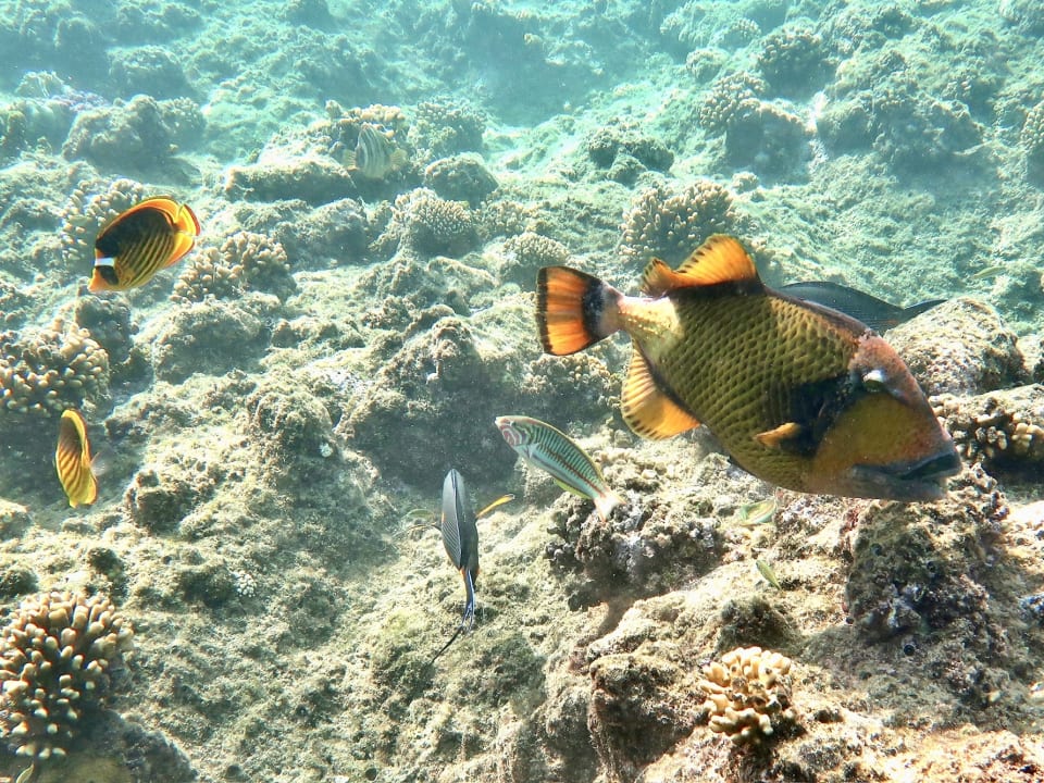 Sport & Freizeit Coral Sun Beach