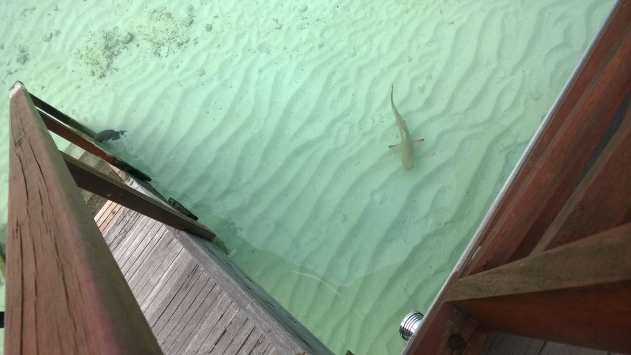 Hai an der Treppe vom Semi Waterbungalow Safari Island Maldives
