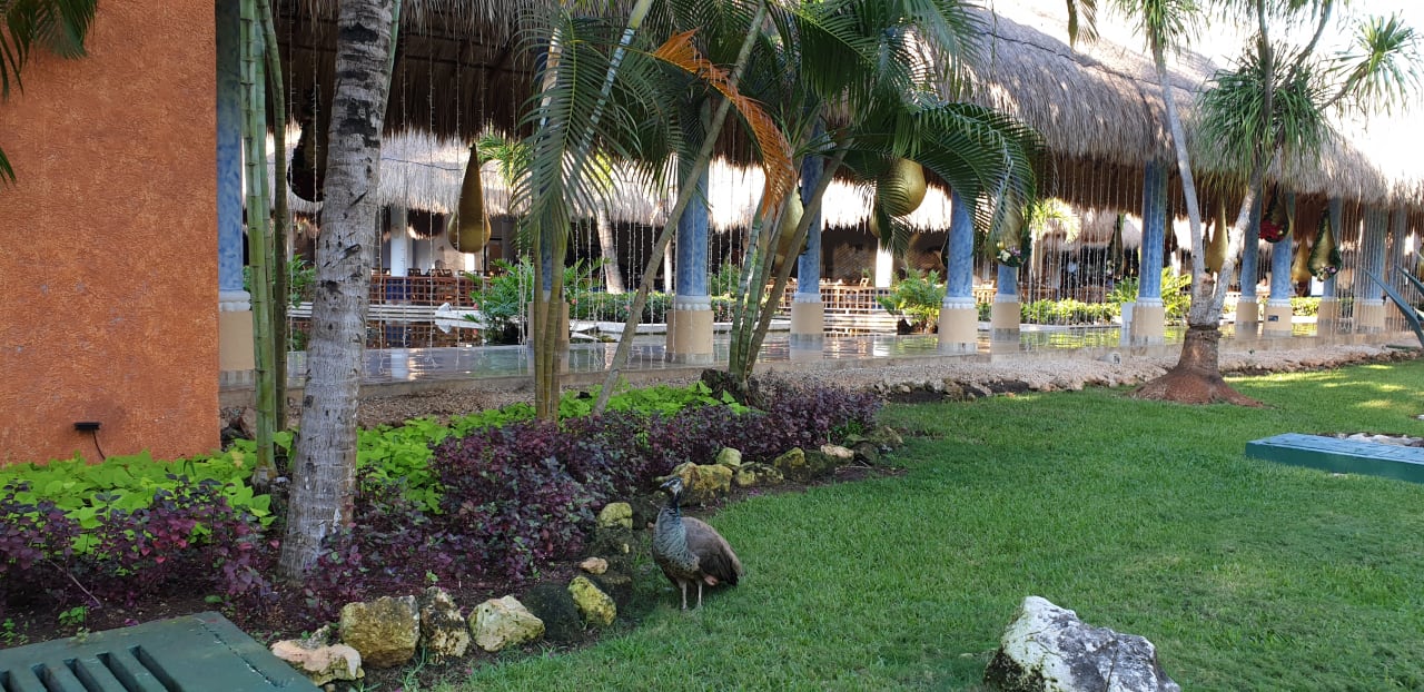 Gartenanlage Iberostar Waves Paraiso del Mar