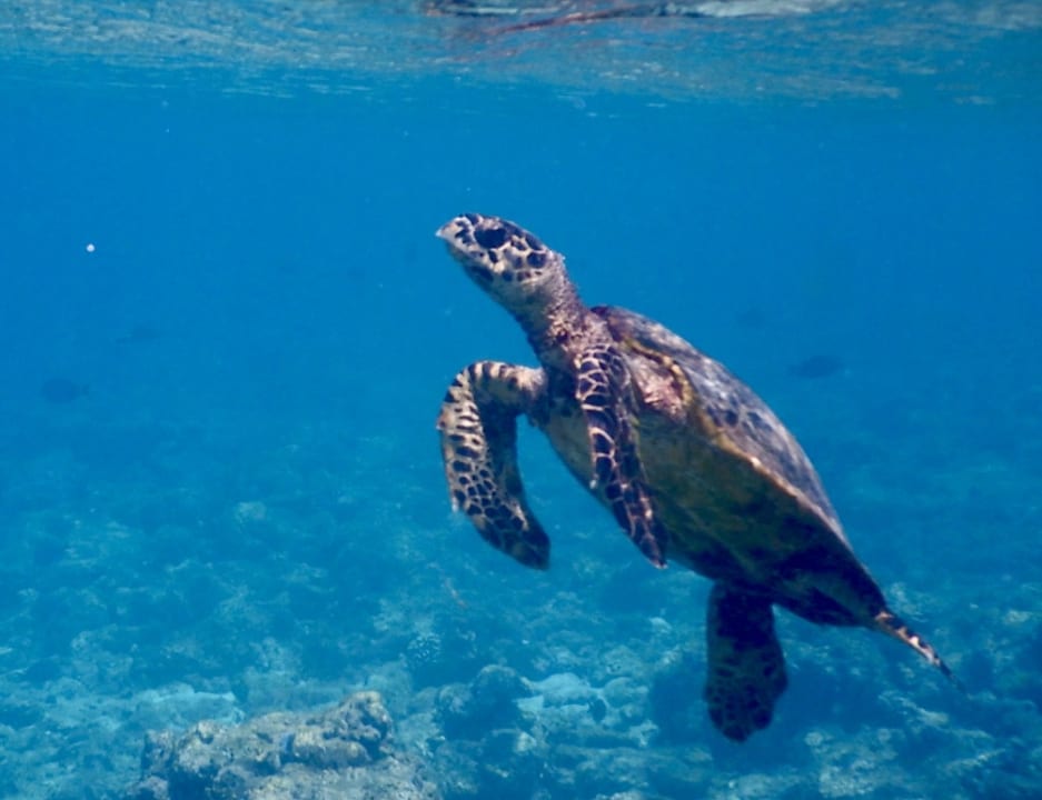 Strand Embudu Village