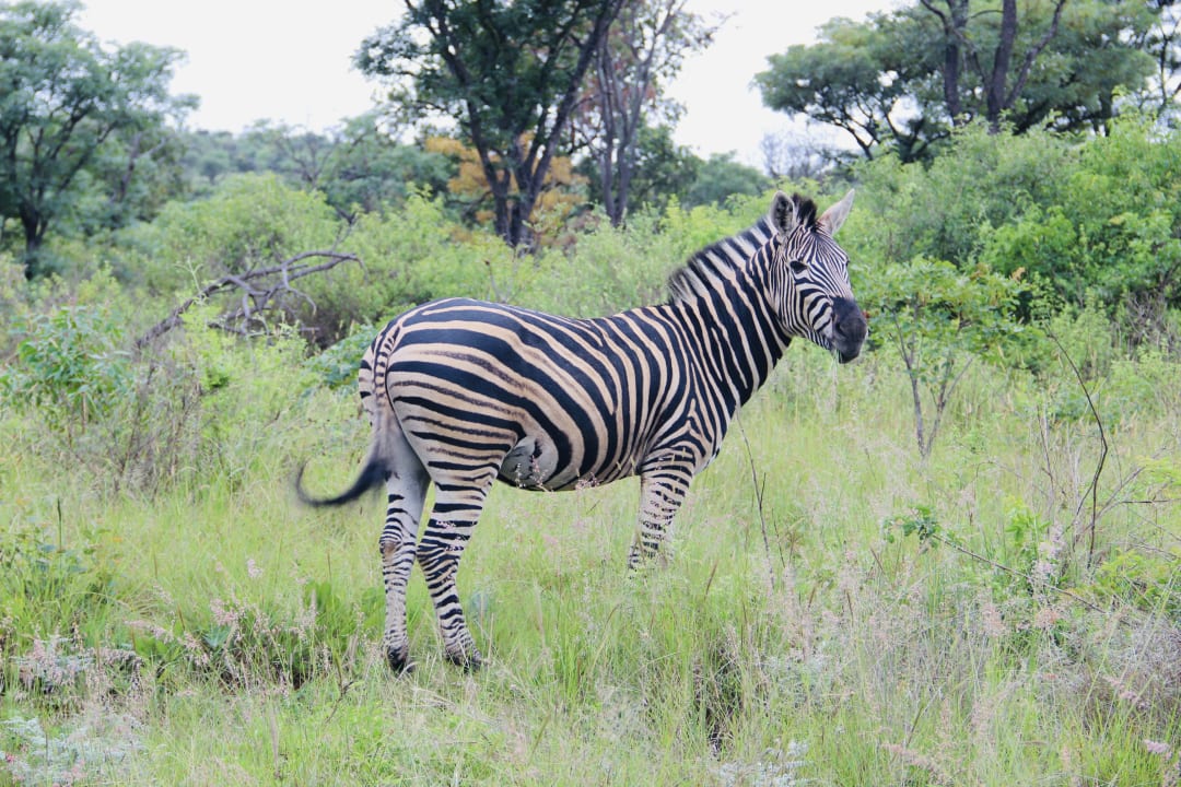 Gartenanlage Hotel Ekuthuleni Lodge