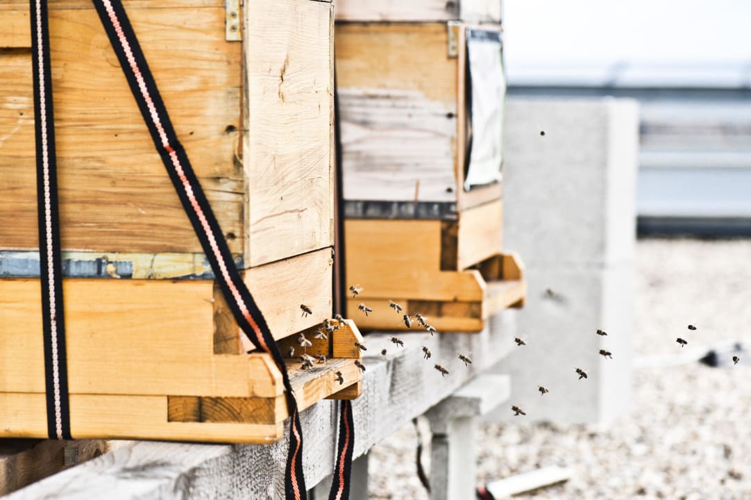 Bienen am Dach des Hotel Daniel Vienna Hotel Daniel Vienna