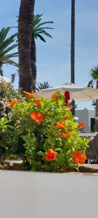 Gartenanlage allsun Hotel Bahia del Este