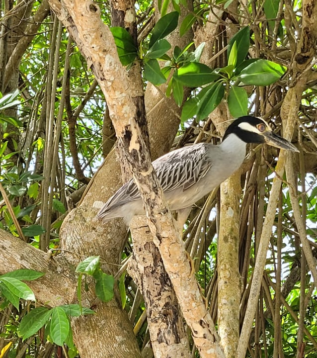 Gartenanlage Caribe Deluxe Princess