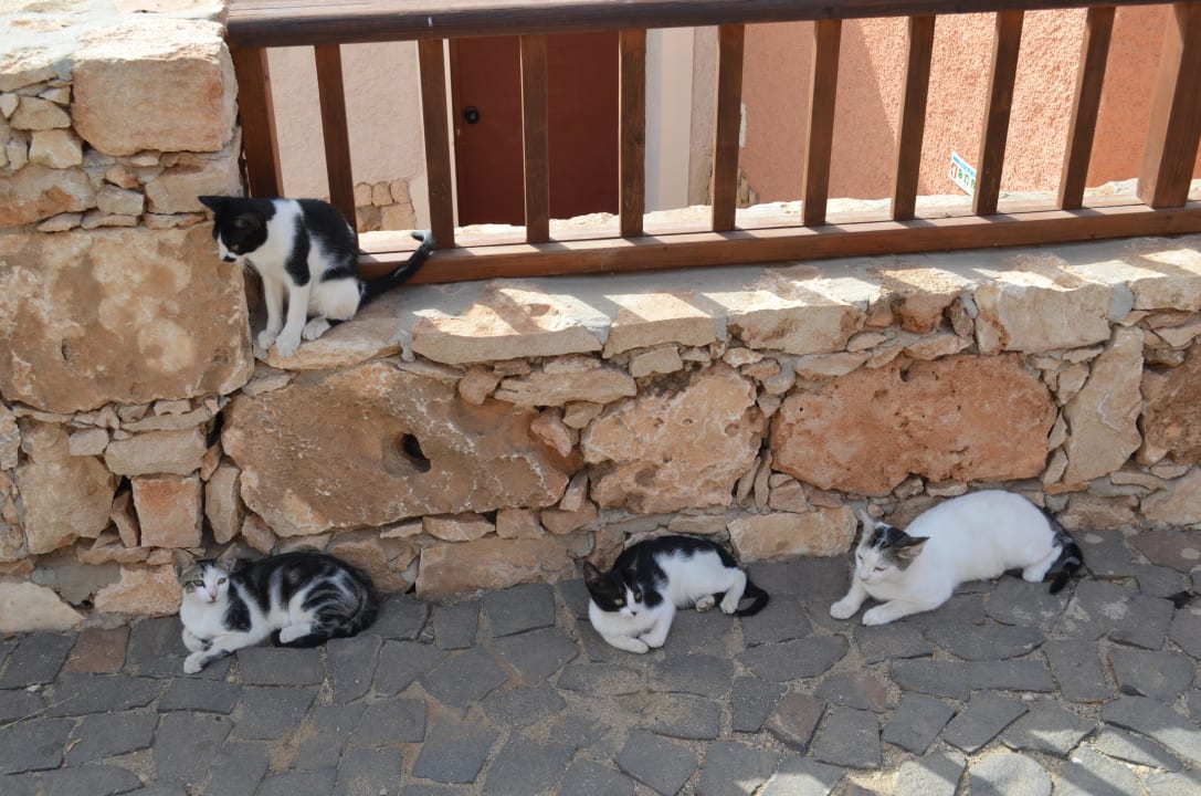 Die süssen Wildkatzen des Hotels Occidental Boa Vista Beach