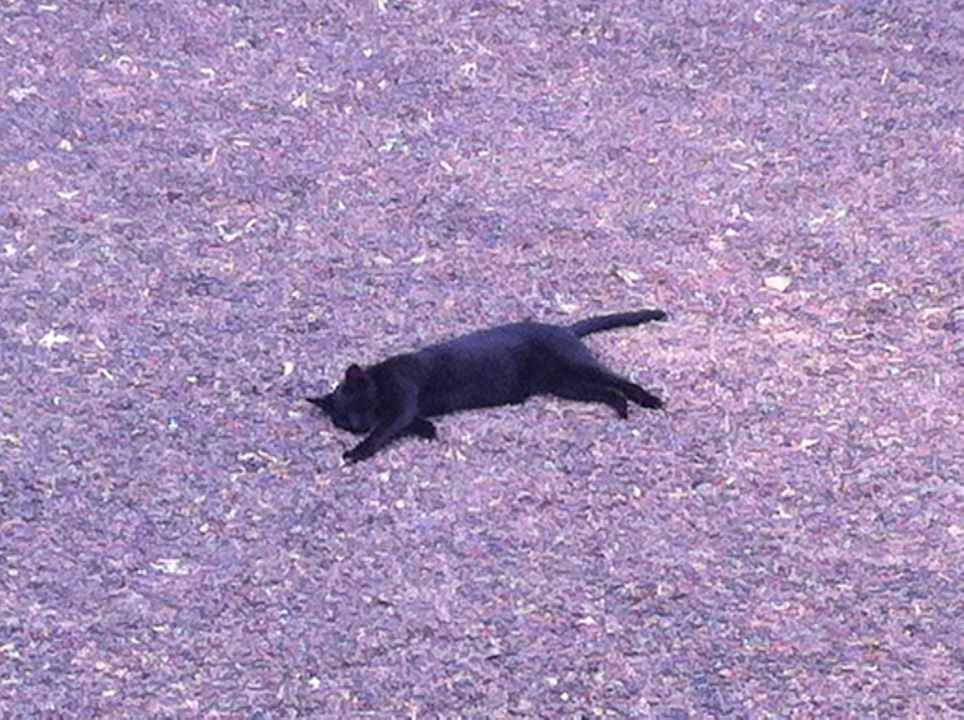 Hotelkatze Hotel Oasis Dunas