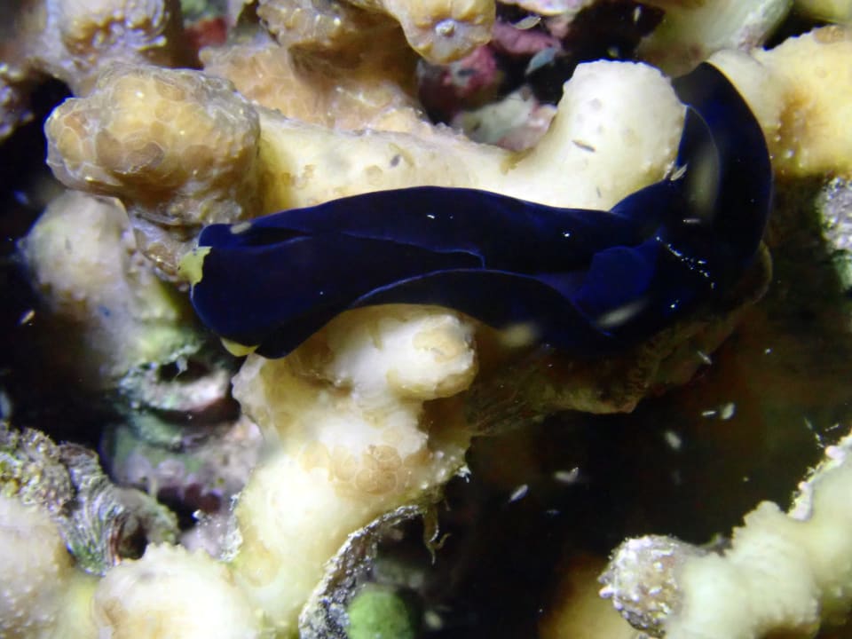 Sport & Freizeit Hotel Coral Garden