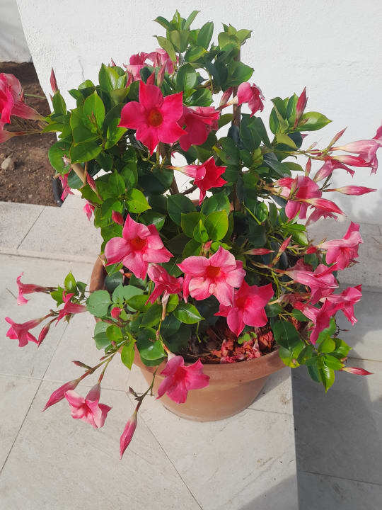 Gartenanlage Grupotel Farrutx