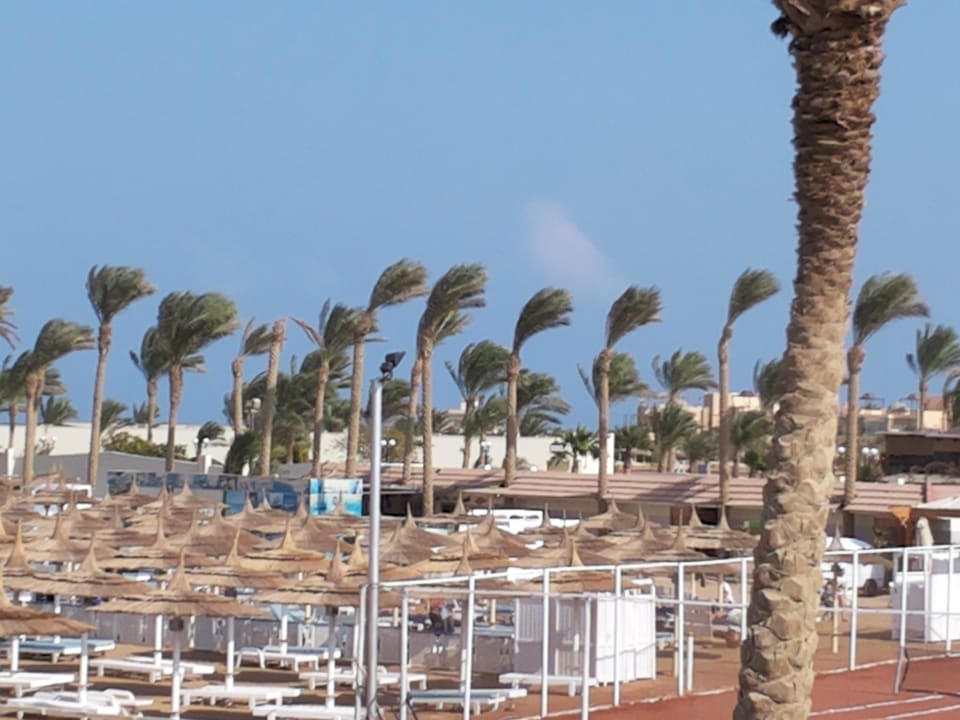 Strandschirme, Nordwind im Januar Pickalbatros Dana Beach Resort - Hurghada